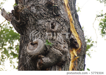 一聲巨響,頓時一聲巨響,劈開天地。 (閃電擊中一棵大樹) 一聲巨響,頓時一聲巨響,劈開天地。 (閃電擊中一棵大樹) 5779304