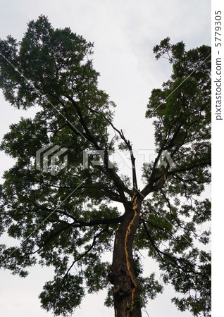 Lightning strikes (direct strikes on big trees) Lightning strikes (direct strikes on big trees) 5779305