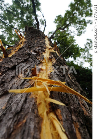 雷擊（閃電擊中大樹） 忽然一聲巨響，劈開天地。 5779311