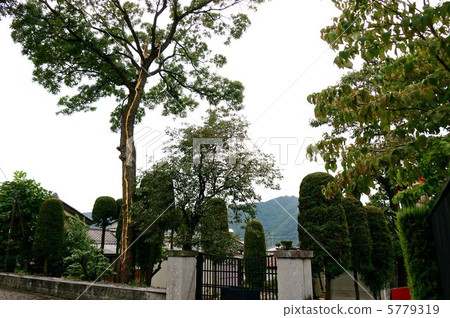 雷擊 『突然一聲巨響，劈開天地。 （閃電擊中一棵大樹） 5779319