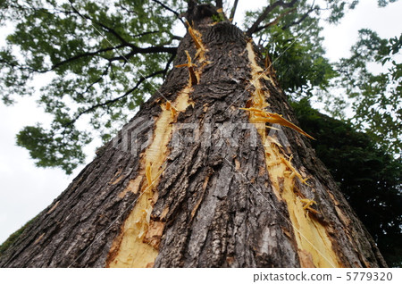 “忽然,一聲巨響,天地裂開。” Lightning strikes a large tree(直接閃電擊中大樹) “忽然,一聲巨響,天地裂開。” Lightning strikes a large tree(直接閃電擊中大樹) 5779320