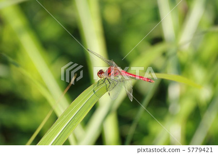 紅蜻蜓 5779421