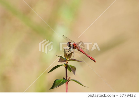 紅蜻蜓 紅蜻蜓 5779422