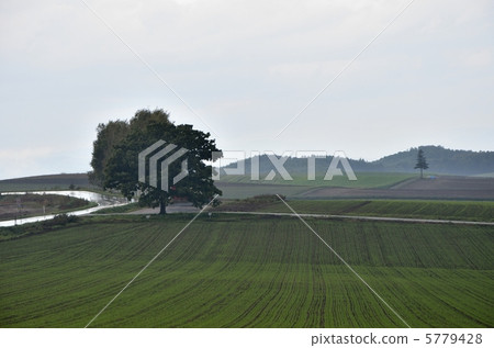 Seven Star Tree 5779428