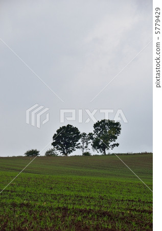 父子樹　 5779429