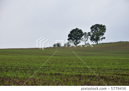 父子樹　 5779430