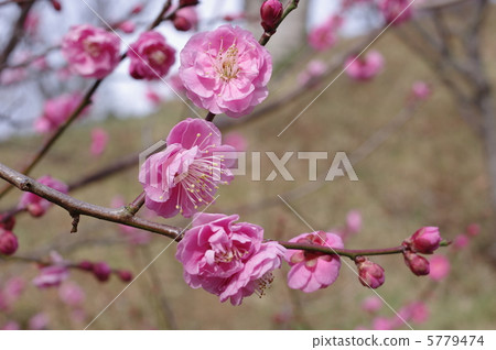梅花開始綻放 梅花開始綻放 5779474