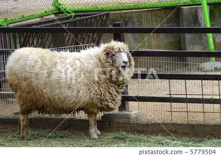 A sheep 5779504