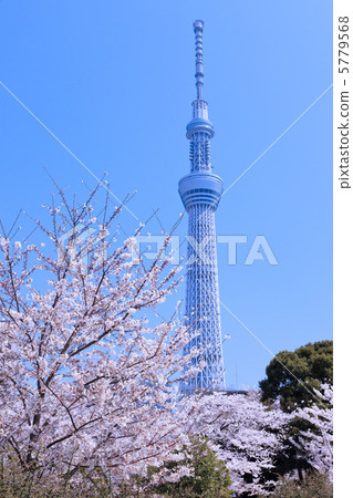 Sakura and Tokyo Sky Tree 5779568