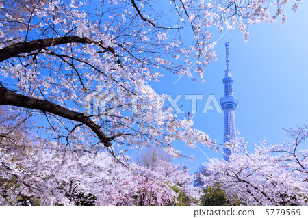 Sakura and Tokyo Sky Tree 5779569