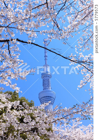 Sakura and Tokyo Sky Tree 5779573