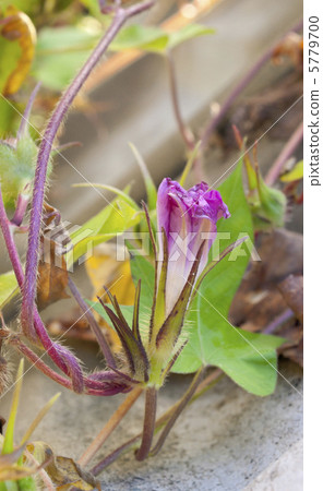 Shrimp morning glory Shrimp morning glory 5779700