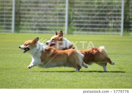 跑Corgi 跑Corgi 5779776