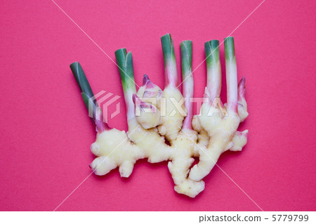 New ginger Ⅱ New ginger Ⅱ 5779799