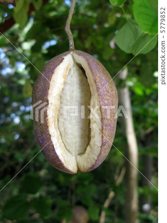 Ripe akebi (Mitsuba-akebi) Ripe akebi (Mitsuba-akebi) 5779852