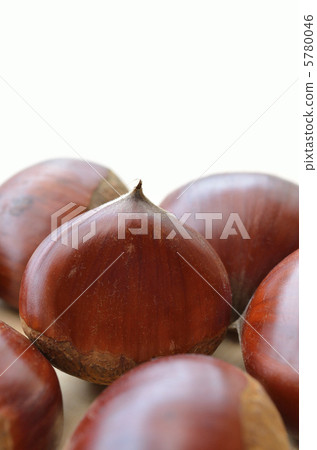 Chestnut chestnut 5780046