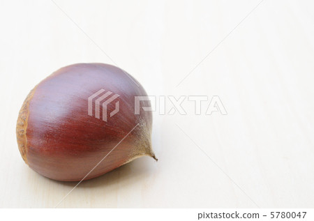 Chestnut chestnut 5780047