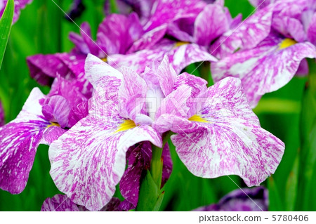 令人敬畏的虹膜虹膜和舞伎 5780406