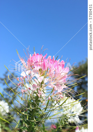 西風沃爾特草 5780431