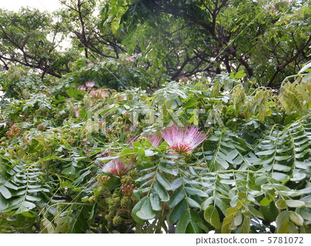 Tropical flower Tropical flower 5781072