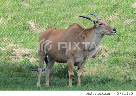 Eland 5781150