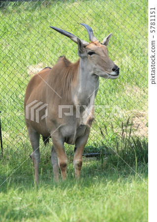 Eland 5781151