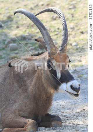 Loan antelope Loan antelope 5781183