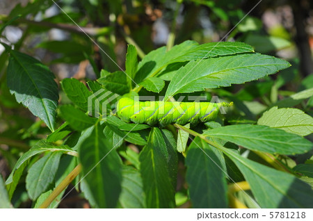 Mengata麻雀幼蟲（水平） 5781218