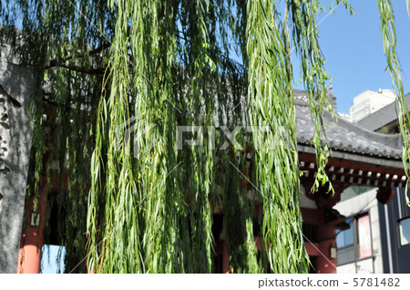 Willow of Asakusaji 5781482