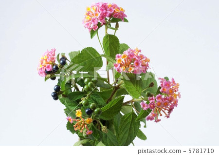 Lantana Lantana 5781710