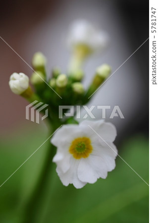 白三葉草花 5781747