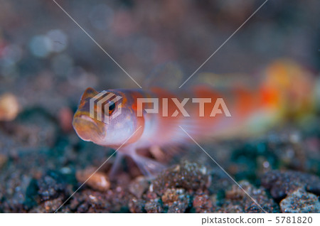 Yanoda Tehase 5781820