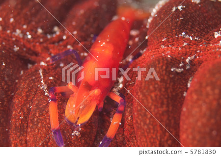 Shrimp 5781830