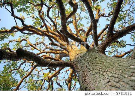 Complex branch swing 5781921