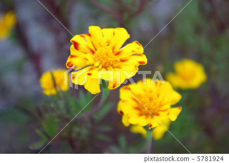 黃色萬壽菊 黃色萬壽菊 5781924