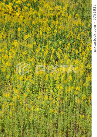 Foaming tallows in the bank 5781935