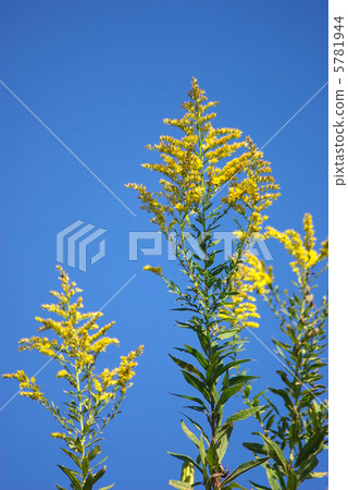 Tall height foam grass and blue sky 5781944