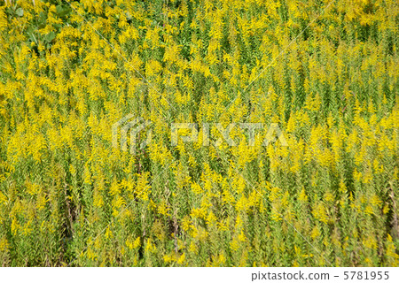 Foaming tallows in the bank 5781955