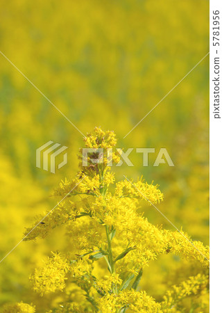 Foaming tallows in the bank Foaming tallows in the bank 5781956