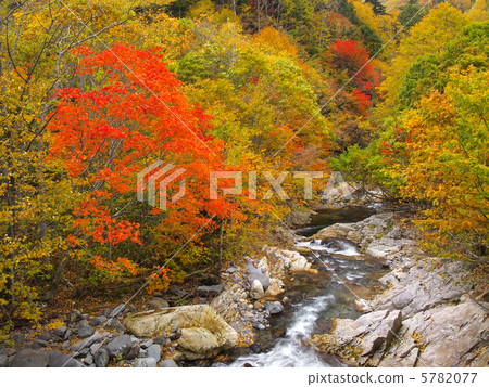 Autumn view Autumn view 5782077