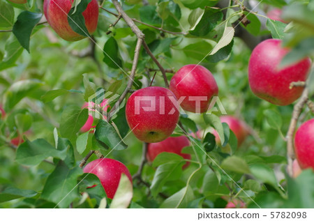 收穫的蘋果 5782098