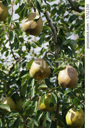 La France的果實 5782100