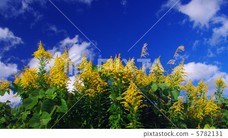 Seita kuwadachi Sow blooming walking path 5782131