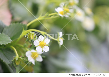草莓花 5782188