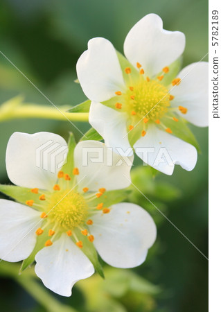 草莓花 5782189