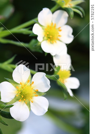 Strawberry flowers 5782191