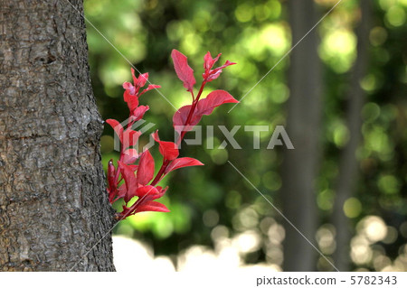 枝杈秋葉 5782343