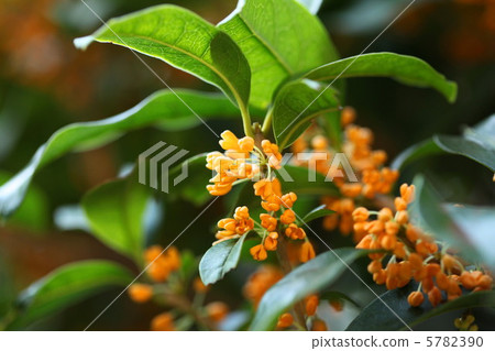 Osmanthus 5782390