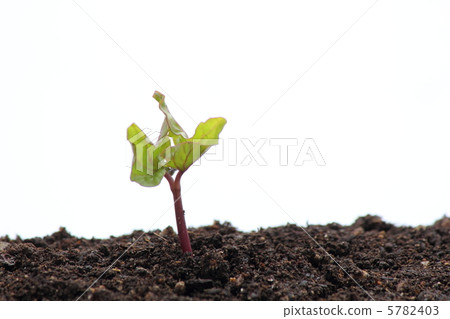 Morning glory germination 5782403
