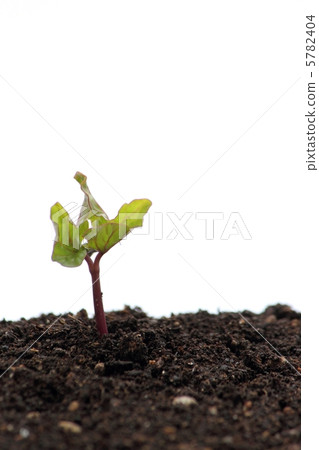 Morning glory germination 5782404